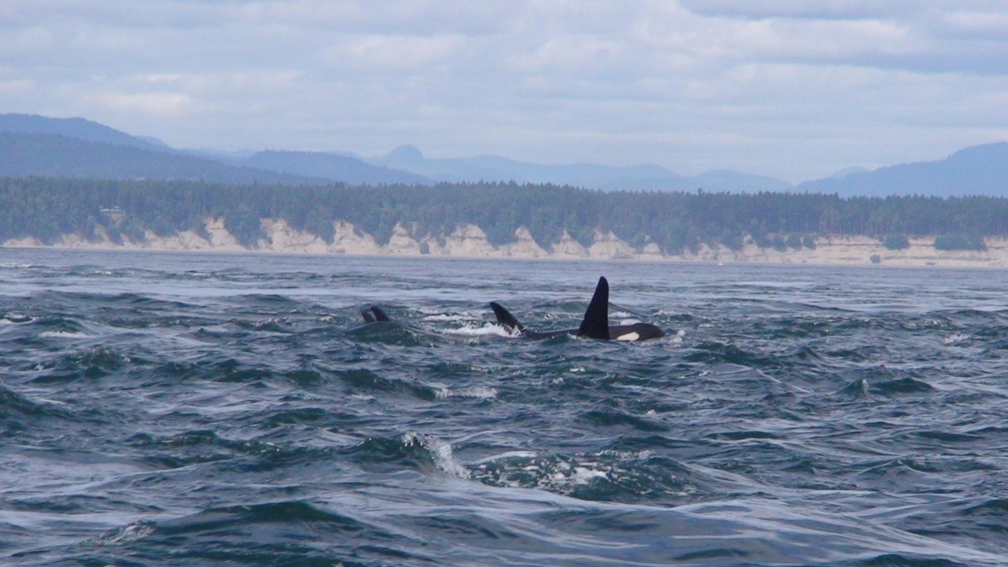 An orca whale surfaces near Shannon Point.