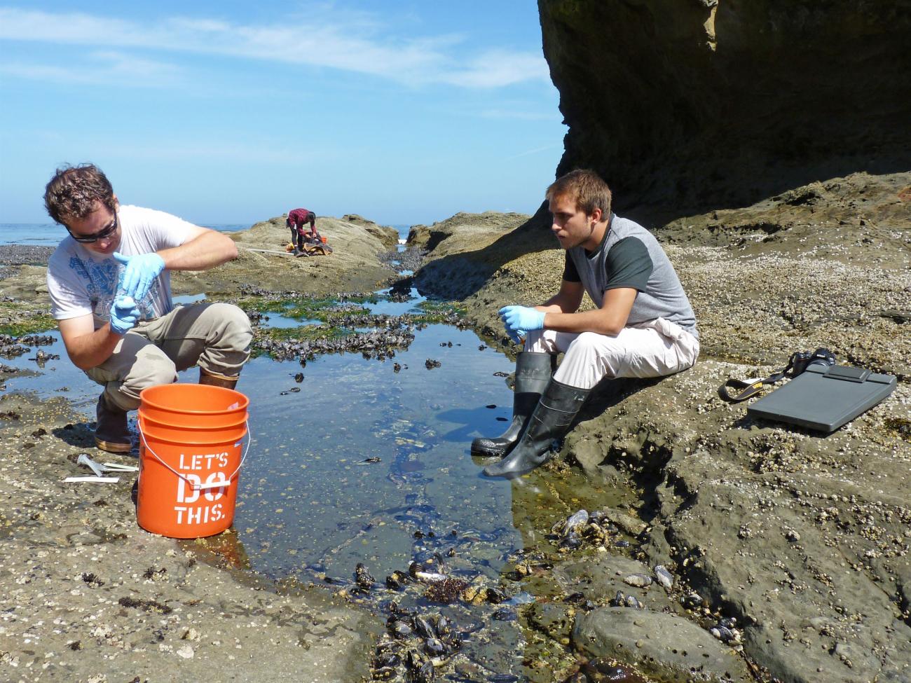 REU students conduct research near tidepools